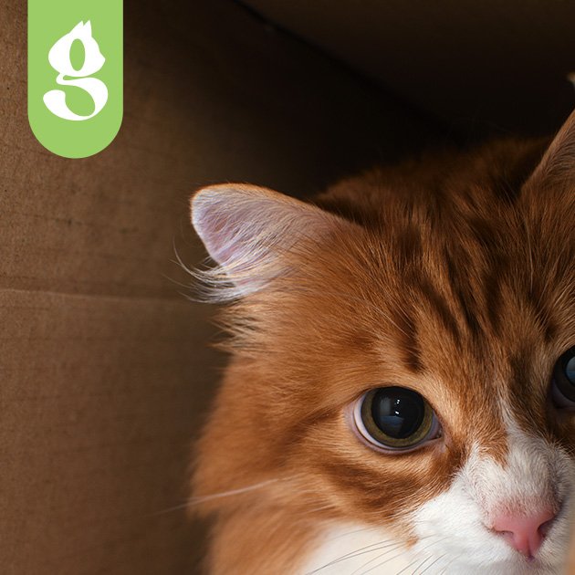 Gato parcialmente escondido atrás de um móvel, apenas os olhos e parte da cabeça visíveis, com expressão apreensiva.