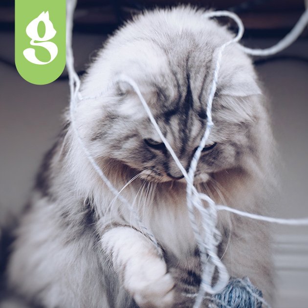 Gato animado brincando com um novelo de lã, curioso com expressão alegre.