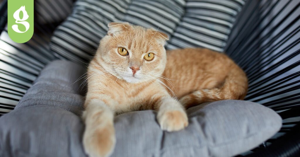 Gato descansando tranquilamente em uma almofada confortável, com expressão serena.