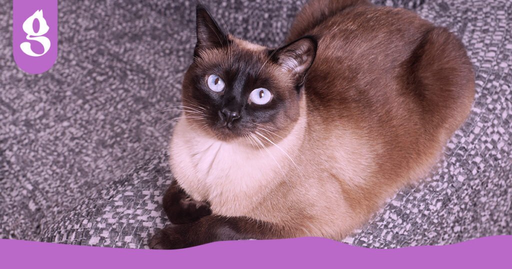 Gato siamês de olhos azuis brilhantes, sentado elegantemente e olhando diretamente para a câmera.