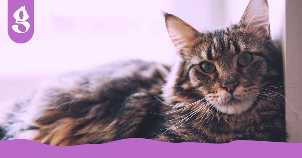 Maine Coon majestoso com pelagem longa e densa, deitado confortavelmente em um sofá grande.