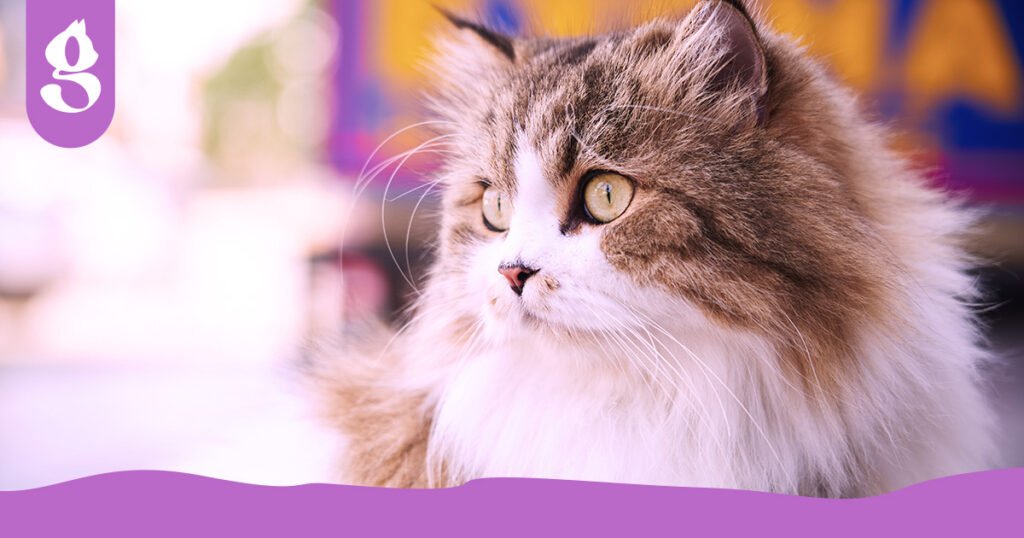 Gato Persa de face achatada e pelagem branca e fofa, repousando graciosamente em uma almofada de veludo.
