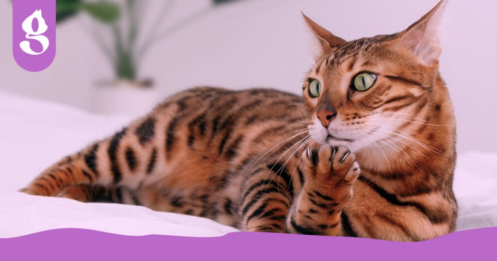 Gato Bengal com pelagem manchada exótica, em posição de salto, mostrando sua agilidade e energia.