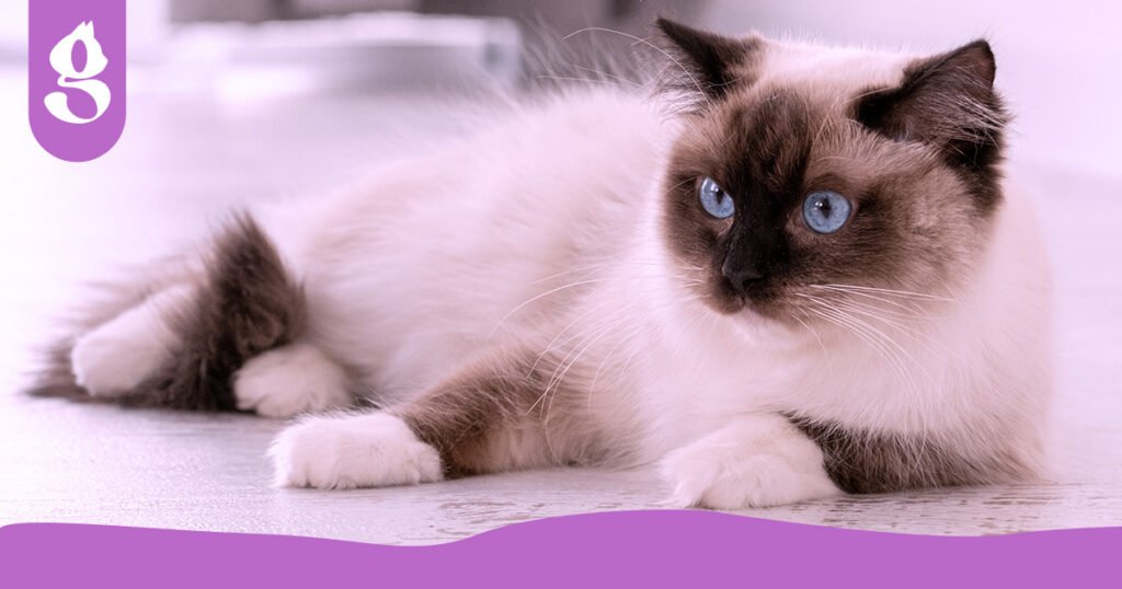 Gato Ragdoll de olhos azuis e pelagem longa bicolor, relaxado nos braços de seu tutor.