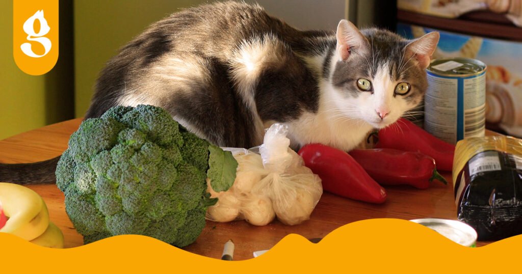 Gato em cima de uma mesa com alimentos diversos