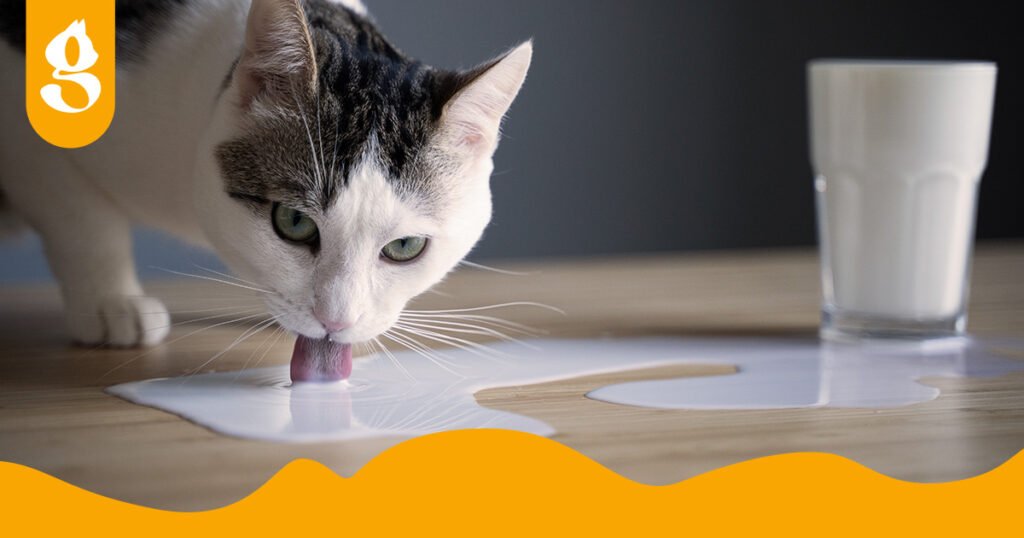 Gato bebendo leite derramado na mesa.