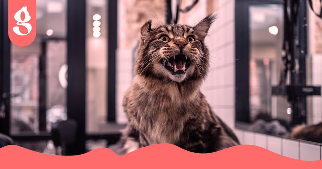 Gato estressado e agressivo mostrando os dentes.