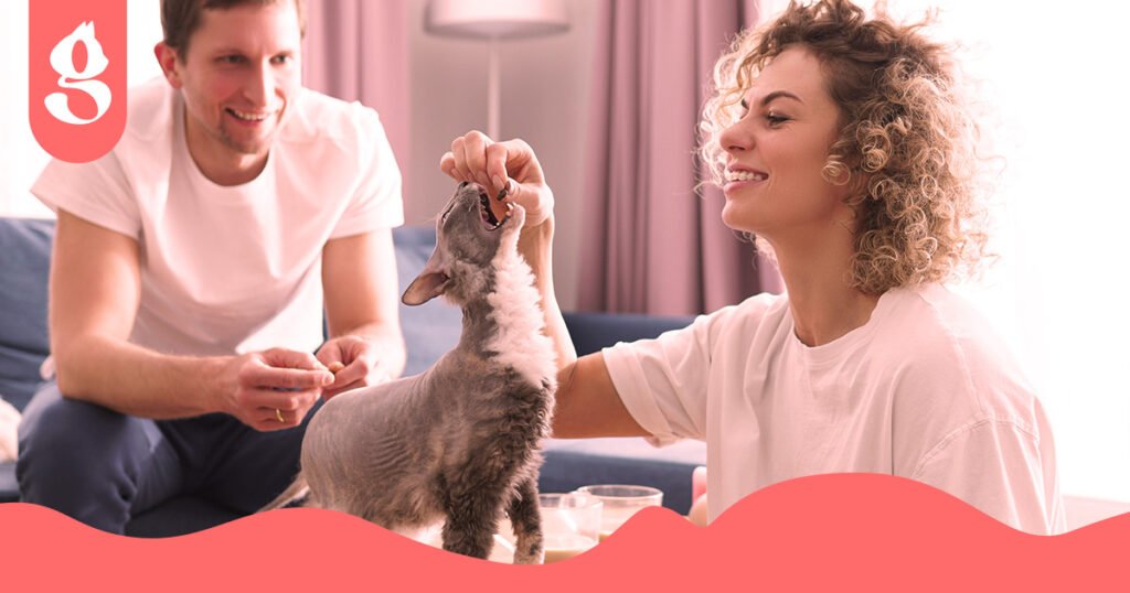 Gato recebendo carinho e petiscos de seu tutor.