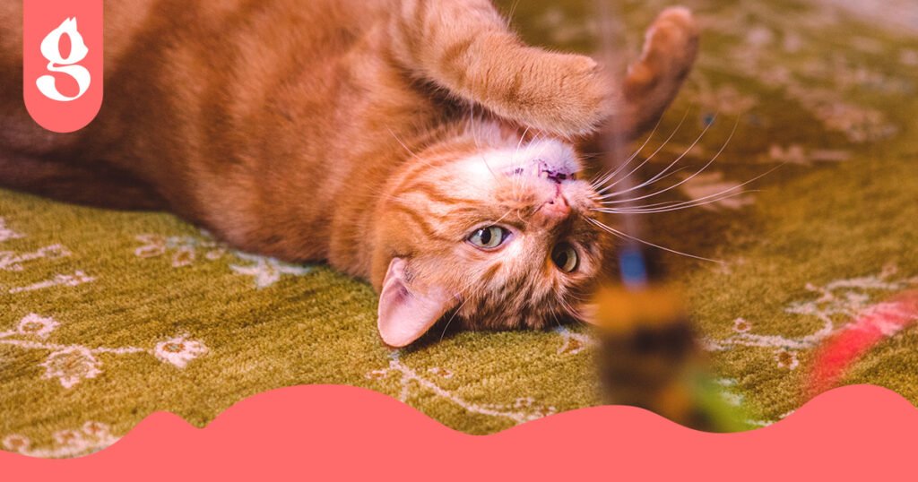 Tutor brincando com seu gato usando uma varinha com pena.