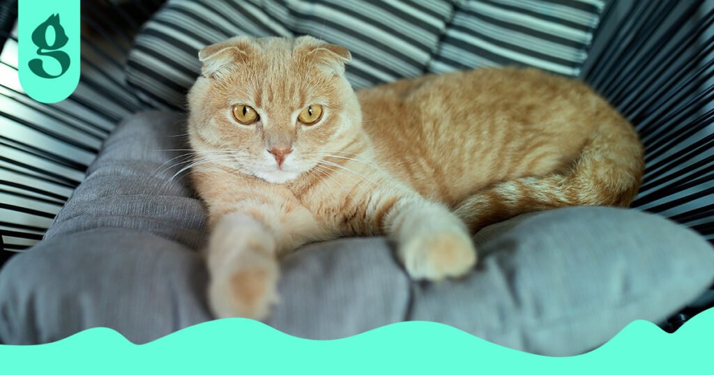 Gato laranja deitado preguiçosamente em uma poltrona, olhando para a câmera.