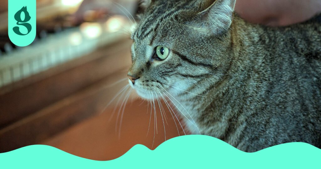Gato pianista olhando o piano.