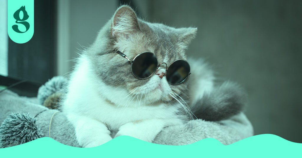 Gato usando óculos escuros