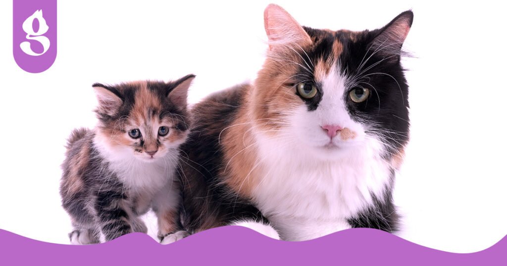 Dois gatos tricolores, uma fêmea adulta e um filhote, lado a lado, destacando a herança genética.