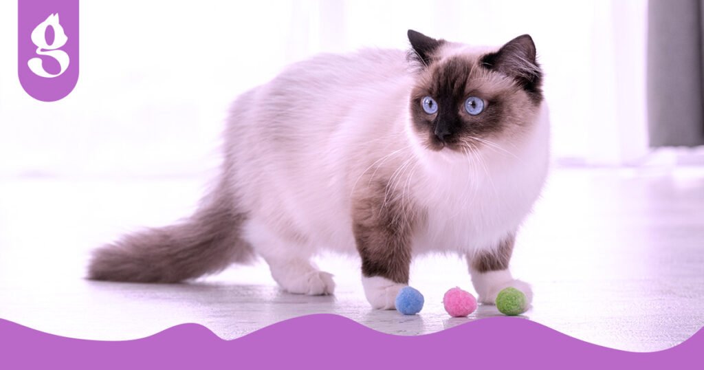 Gato Ragdoll de corpo inteiro, exibindo sua pelagem longa e coloração característica.