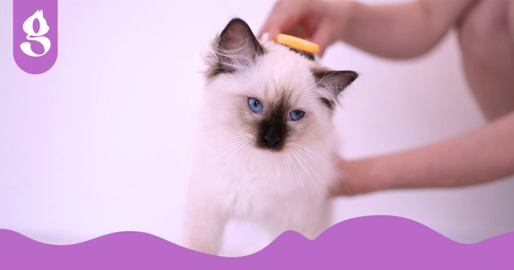 Tutor escovando gentilmente a pelagem de um gato Ragdoll.