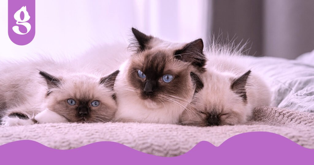 Gata Ragdoll e seus dois filhotes deitados confortavelmente em uma cama.
